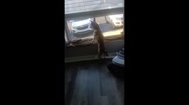 He is a good watchdog. Small in stature but big at hard. Honestly I don't think you would hurt a flee. Lol.