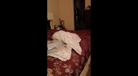 This is my dog Pepper. She likes to hide in plain sight. At least she thinks it's out of sight.