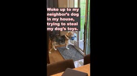 Caught red-pawed: Neighbor’s dog sneaks off with shark toy in hilarious morning heist
