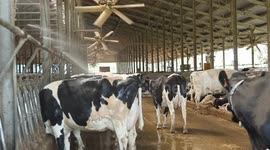 Italy: In Italy, climate extremes revive fears of another dairy crisis