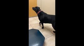 Dog Starts Beef With Vet Office's Cat Art