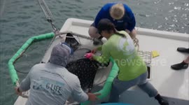 US: Researchers Put Cameras on Stingrays to Catch Their Secret Moves