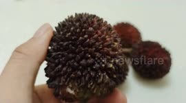 Pulasan, a Rare Tropical Fruit, Surprises With Virus-Like Appearance