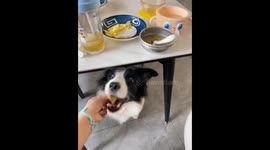 Your Dog Treats You and Your Child Differently