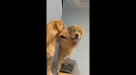 Cute Dog in the Mirror