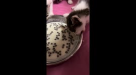 Kittens Drinks Milk