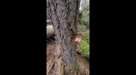 Professional woodcutter records a tree falling to share with his kids