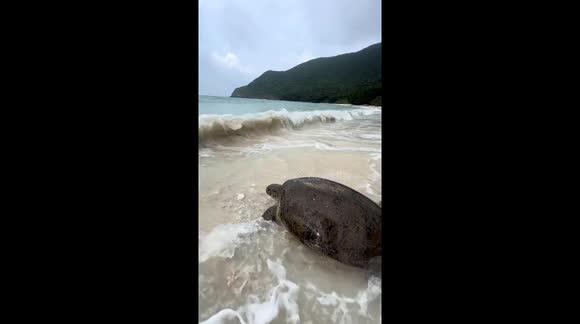 Rare Moment: 50-Year-Old Sea Turtle Lays Eggs on Vietnamese Beach Before Returning to Ocean