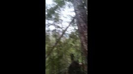 Professional woodcutter films the raw power of a falling tree in the wild