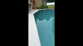 Hawk found floating calmly in backyard pool in Hanoverton, Ohio, USA