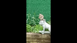 A Squirrel on a dog is worth two on a Cat. Waka's best friend?