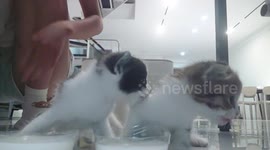Kittens steal milk from each other’s bowls in China