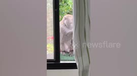 Employees spot wild monkey eating their food outside their office at farm