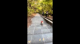 Pet dog skateboarded down set of steps at park