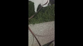 loves to play with bunny rabbits  