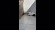 temp