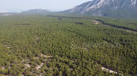 Endangered fallow deer give birth to 11 new fawns in Türkiye’s only natural habitat