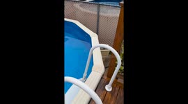 Kitten rescued from neighbor’s pool in Staten Island, New York, USA