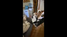 Malamute Trio Sings England Lionesses Victory Song in celebration of UEFC Euro Champions Win against Spain