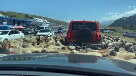 Chinese motorist trapped as herd of sheep continuously run rings around car