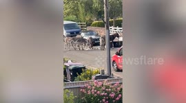 Footage shows donkeys eating rubbish from wheelie bins in village