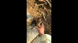Protective mother monkey confronts human in Guizhou, China