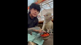 Adorable sheep Bobo taps for tomatoes in viral video