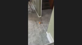 When Coco gives you the psycho stare down to grab her ball.