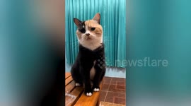 This cat looks like she's wearing black suit with his unique markings