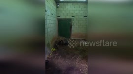 Spain: Young Bear Alba Begins Hopeful Journey Toward Freedom In León Acclimation Center