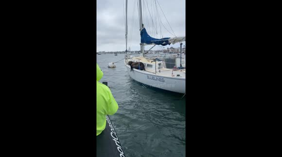 Sea lion on top of boat barks at passing vessel in California