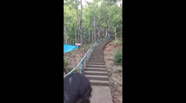 Kids whizz down handrail down 2,000 steps in this park
