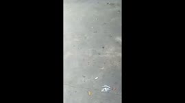 Trainer killed after being dive-bombed by angry bird at cock fighting match