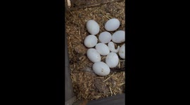 Leghorn hen lays rare hook-shaped egg after stress recovery