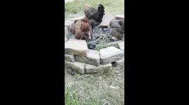 Hens get fierce in the firepit