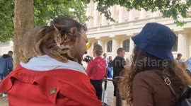 England football fan wanders down the Mall with cat around his shoulders