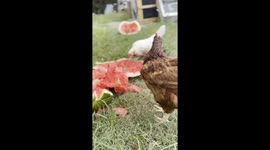 Chickens Eating Watermelon in the Evening