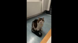 Norwegian Forest cat stands and walks off in slipper in Chabeuil, France