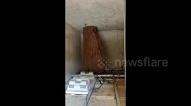 Huge tree-trunk-sized wasp nest found concealed in villager's ceiling
