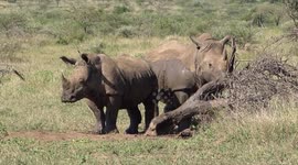 Rhino rubbing up against a log to help remove mud and ticks