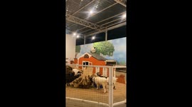 Hapless sheep tries to eat leaves painted on wall