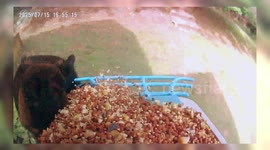 Black Bear Caught in the Act - Caught on Camera: Bear Raids Backyard Bird Feeder in Broad Daylight