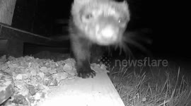 US: Fisher Caught On Camera In The Dark Before Slipping Away