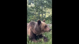 Am întâlnit pe traseul Transfagarasan mai multe momente inedite cu urși