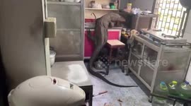 Pensioner shocked as giant monitor lizard is found in his kitchen