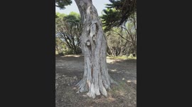 Adventurous duo climbs Cypress tree to enjoy stunning beach view from the canopy