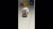 temp