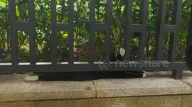 Black cat on stealth mode behind fence in Hunan, China