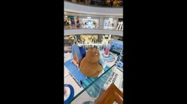 Cat lounges atop giant teddy bear at mall in Zhejiang, China