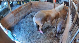Horse Spooks Into Owner's Forehead